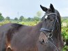 dressage horse Shine in Love (Hanoverian, 2011, from Shakespeare in Love)