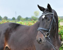 dressage horse Shine in Love (Hanoverian, 2011, from Shakespeare in Love)