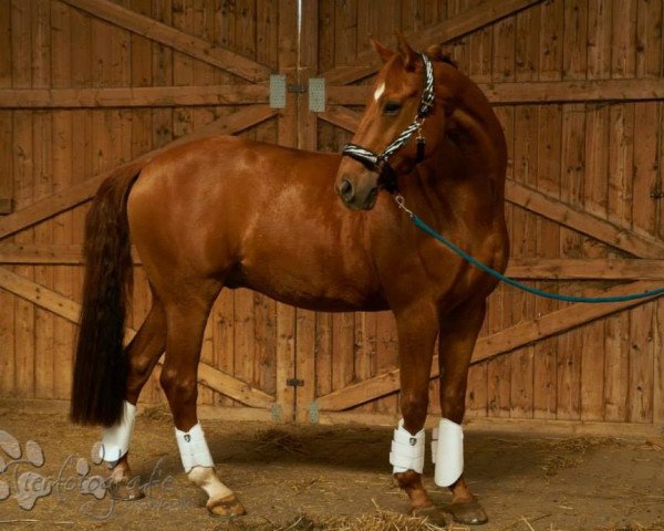 horse Garcon (Hanoverian, 1998, from Grand Cru)