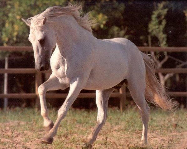 Deckhengst Coral (Lusitano, 1984, von Requinte)