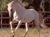 stallion Coral (Lusitano, 1984, from Requinte)