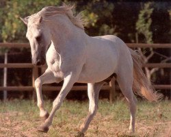 stallion Coral (Lusitano, 1984, from Requinte)