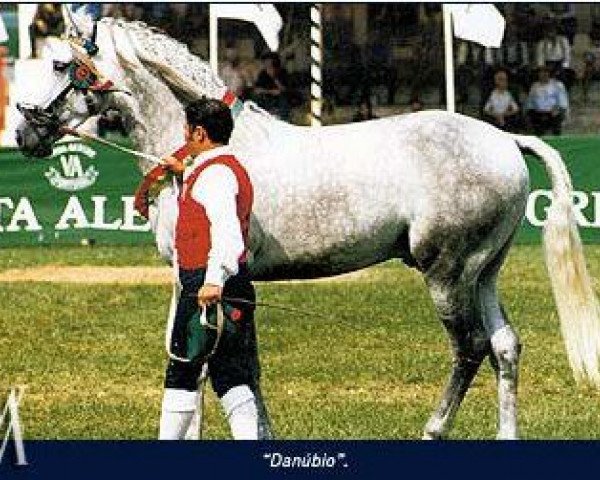 stallion Danúbio (Lusitano, 1985, from Zimbro II)
