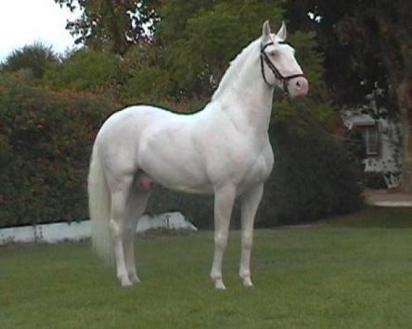 Deckhengst Napoleonico (Lusitano, 1994, von Danúbio)