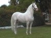 stallion Napoleonico (Lusitano, 1994, from Danúbio)