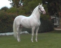 stallion Napoleonico (Lusitano, 1994, from Danúbio)