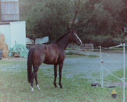 horse Pythagoras 27 (Hanoverian, 1992, from Prince Thatch xx)