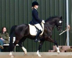 stallion Boogie Woogie (German Riding Pony, 2001, from Black Dancer)