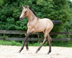 broodmare Fenchurch (German Warmblood, 2014, from Diamante Azul)