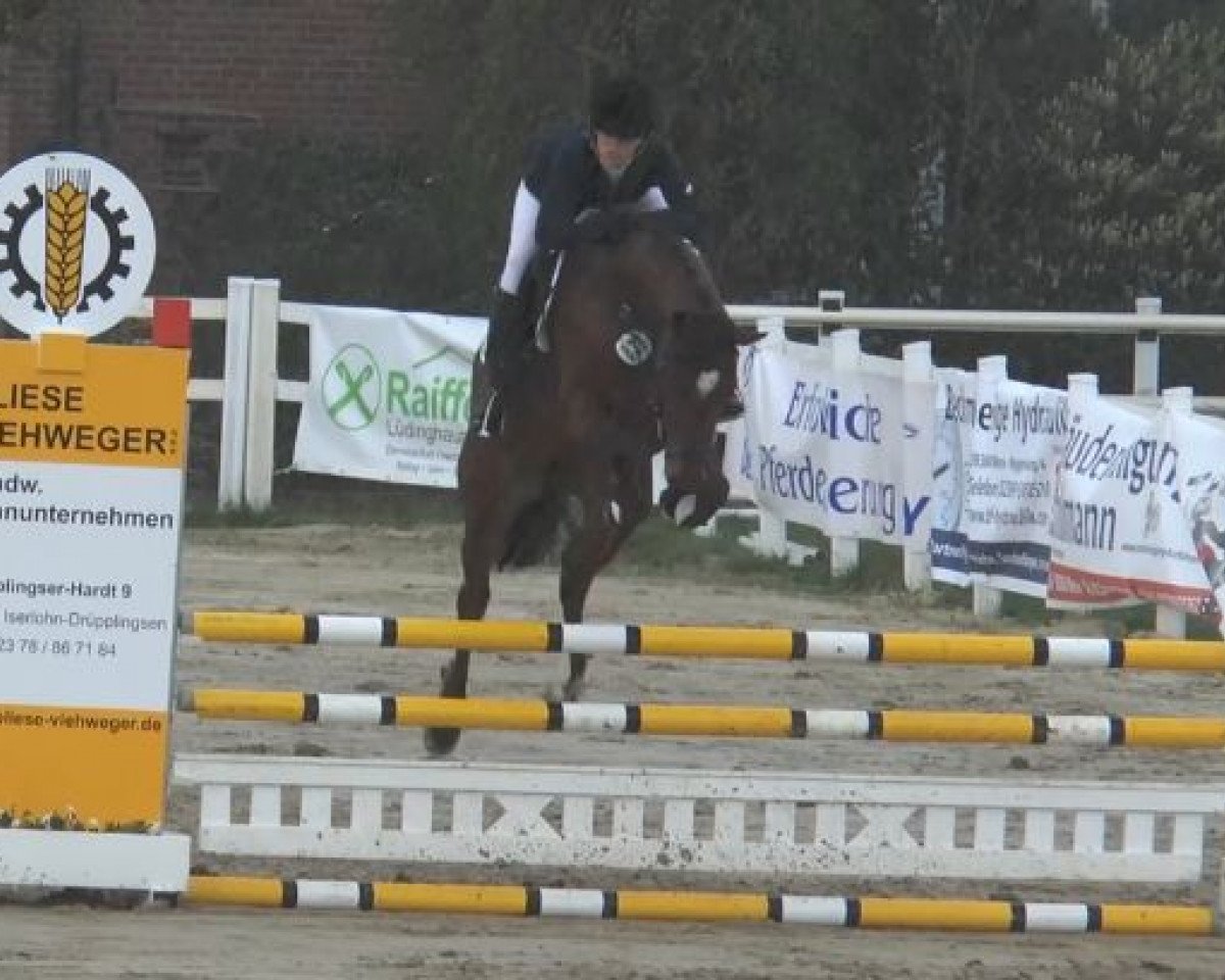 Springpferd Satellite V (Westfale, 2010, von Spartacus TN)