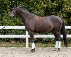 jumper Bahira (Oldenburg show jumper, 2010, from Quithago)