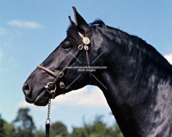 stallion Peveril Pickwick (New Forest Pony, 1965, from Oakley Jonathan III)