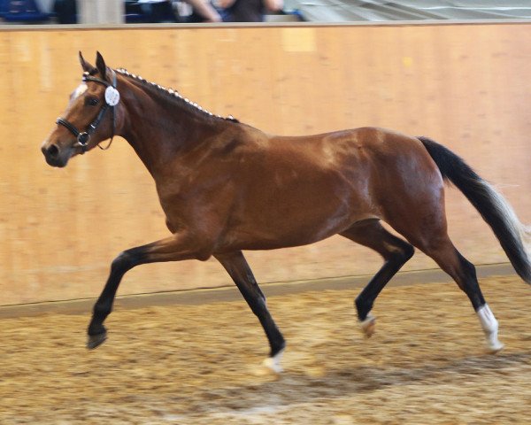 broodmare CHANEL (German Riding Pony, 2011, from FS Champion de Luxe)