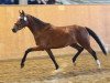 broodmare Chanel (German Riding Pony, 2011, from FS Champion de Luxe)