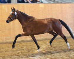 Zuchtstute Chanel (Deutsches Reitpony, 2011, von FS Champion de Luxe)