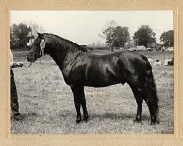 Deckhengst Holly Prince Rupert (New-Forest-Pony, 1969, von Peveril Pickwick)