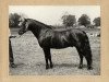 stallion Holly Prince Rupert (New Forest Pony, 1969, from Peveril Pickwick)