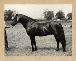 stallion Holly Prince Rupert (New Forest Pony, 1969, from Peveril Pickwick)