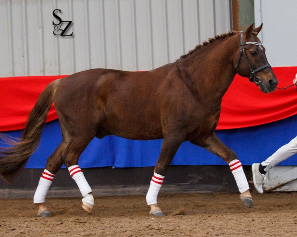 stallion Sweet Forest Wizard (New Forest Pony, 1992, from Sweet William)