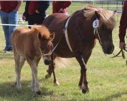 Springpferd Ivan vom Purnitzgrund (Shetland Pony, 2014, von Isidor PrH*)