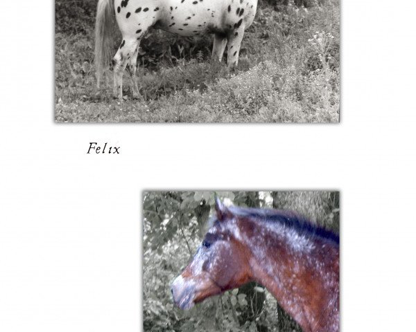 stallion Felix (Appaloosa, 1972, from Ali)