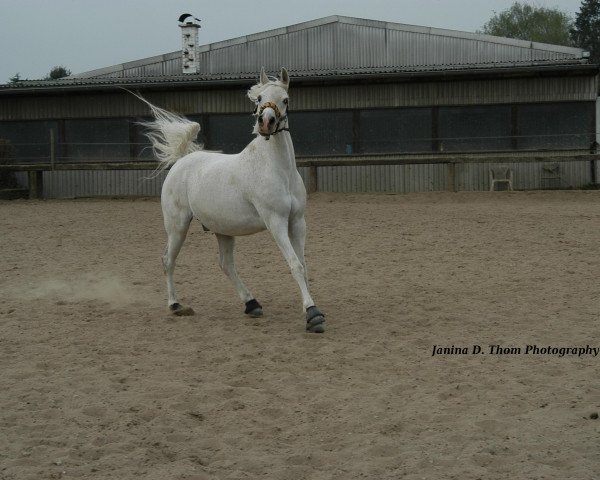 horse BV Mashan (Arabian thoroughbred, 2003, from Classic Shadwan 1992 ox)