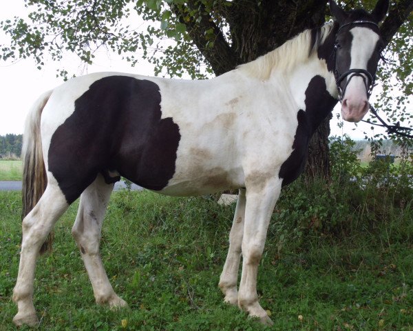 Pferd Rico (Shire, 2010)