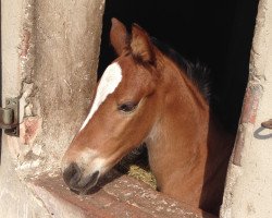 broodmare Caya di Luna (Hanoverian, 2014, from Cadanos)