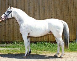 stallion Achat (Knabstrupper, 2002, from Apollon)