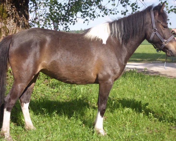 Pferd Alutka (Deutsches Reitpferd, 2008)