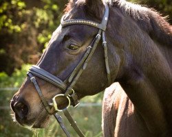 horse Kunta Kinte TSF (Trakehner, 1995, from Fontainbleau)