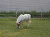 Zuchtstute Anna von Uda (Dt.Part-bred Shetland Pony, 1997, von Attila H.)