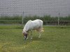 broodmare Anna von Uda (Dt.Part-bred Shetland pony, 1997, from Attila H.)