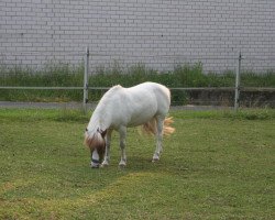 Zuchtstute Anna von Uda (Dt.Part-bred Shetland Pony, 1997, von Attila H.)