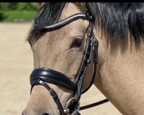 broodmare Steendieks Penny Lane (German Riding Pony, 2016, from Steendieks Morgensterns Dalai)