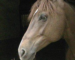 broodmare Roxane (Rhinelander, 1992, from Rheinblick)