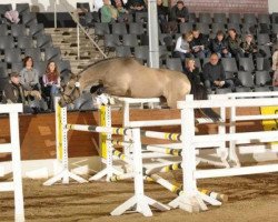 Springpferd Hilkens (Deutsches Reitpony, 2007, von Joldis Charmant)