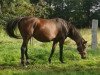 broodmare Catania B (Brandenburg, 1997, from Cincinatti)