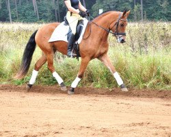 horse Mèlina du Grand-Clos (Freiberger, 2011, from Heliaque CH)