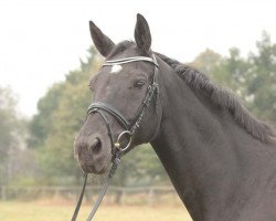 broodmare Duchesse de Lombard (Hanoverian, 2005, from Dauphin)