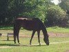 dressage horse Donna Lady 7 (German Warmblood, 2003, from Donnersmarck)