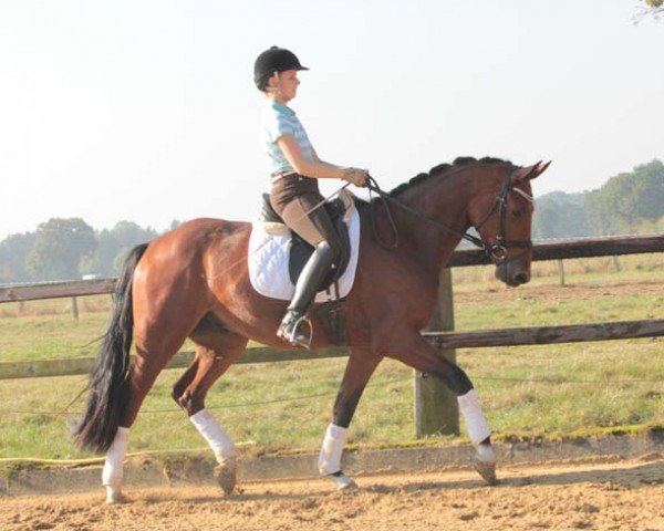 dressage horse Bellarabi (Hanoverian, 2011, from Belstaff)