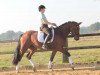 dressage horse Bellarabi (Hanoverian, 2011, from Belstaff)