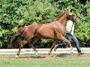 broodmare Fürstin Habibi S (Hanoverian, 2011, from Fuerst Rousseau)