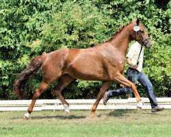 broodmare Fürstin Habibi S (Hanoverian, 2011, from Fuerst Rousseau)