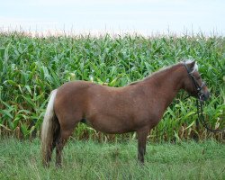 Pferd Lucy Lou (Shetland Pony,  )