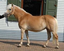 Zuchtstute Mona (Haflinger, 1998, von Maestro)