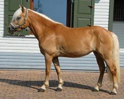 Zuchtstute Mascha (Haflinger, 2002, von Maestro)