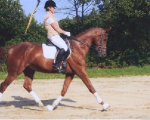 horse Wallach von Landsieger (Hanoverian, 2009, from Landsieger I)