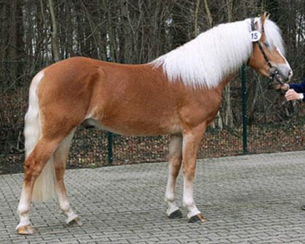 stallion Notre Beau (Haflinger, 2007, from Niveau)